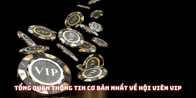 Tổng quan thông tin cơ bản nhất về hội viên VIP tại nền tảng trực tuyến